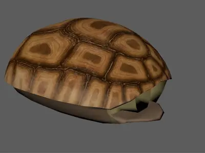Land Turtle Low-poly 3D model