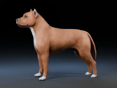 Dog Staffordshire Bull Terrier Low-poly 3D model