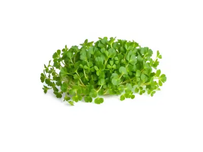 Fresh Watercress Leaf Textures model pack Low-poly 3D model