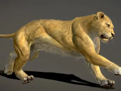 Lion Female 3D model