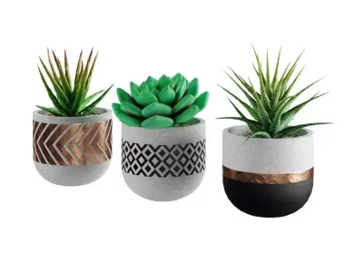 Succulent collection 1 PBR Cactus 3D model