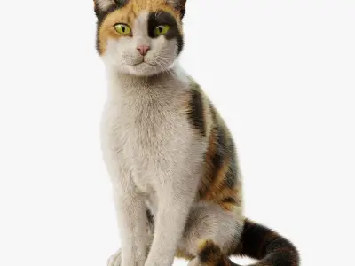 Cat Calico Rigged Animated 3D model
