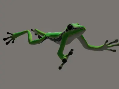 Poison Frog- Green tree frog 3D model