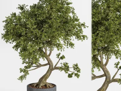 plant bonsai 01 3D model
