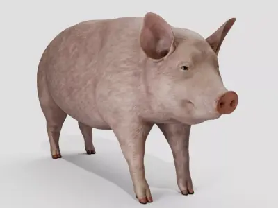 Pig realistic  Low-poly 3D model