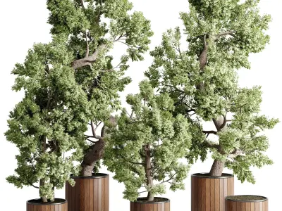 Tree bonsai in a wooden Pot - Indoor plant set 702 3D model