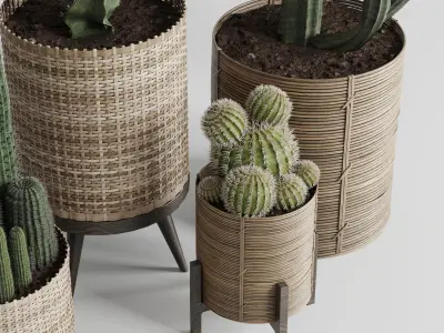 A SET of plants and cactus in handmade wooden baskets 286 3D model