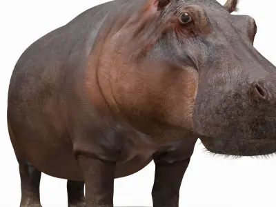 Wild Hippo 8K - Animated 3D model