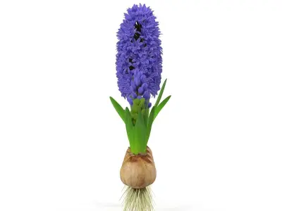 Hyacinthus orientalis 3D model