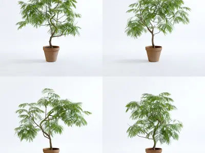 Everfresh Tree 1M - Cojoba arborea var angustifolia 3D model