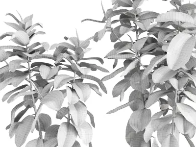 Ficus Elastica Set 3D model