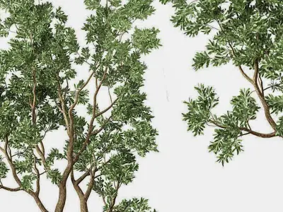 Potting Green Plant Modern 3D model