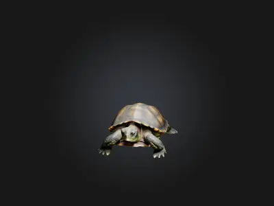 Realistic Injured Turtle Model Low-poly 3D model