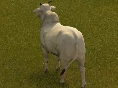Cattle cow 3D model