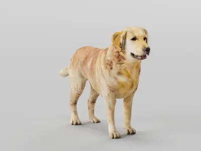 Golden Retriever Dog 3D model