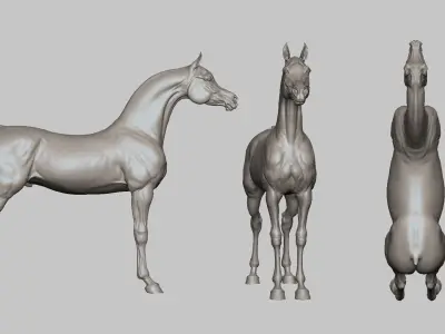 Horse Arabian  -  TPose 3D model