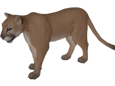 Cougar  Low-poly 3D model