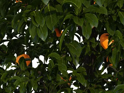 Lemon tree 3D model