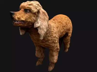 Dog Cockapoo  Cocker Spaniel Mix Poodle Low-poly 3D model