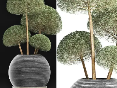 Plants Collection 178 Ligustrum Lucidum Vray 3D model