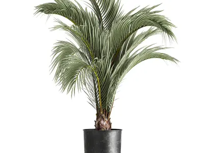 Decorative palm tree for the interior in a pot 1109 3D model