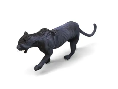 3d Wild Black Panther Rigged Model Low-poly 3D model