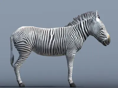 Lowpoly Zebra  Animated for VR AR Games  Low-poly 3D model