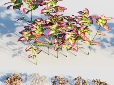 coleus plant-3 3D model