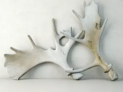 Naturally-Shed Moose Antlers 3D model