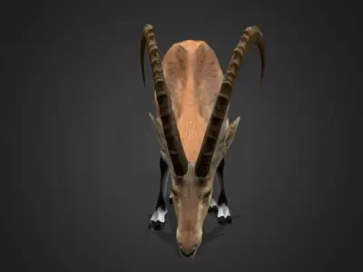 Nubian Ibex - Goat Animated 3D model