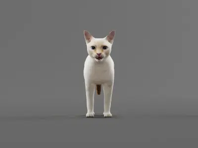 Flame Point Red Siamese Cat Low-poly 3D model