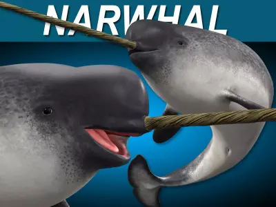 Narwhal 3D model