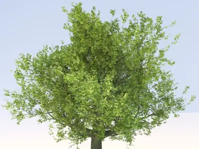 Oak tree Free 3D model