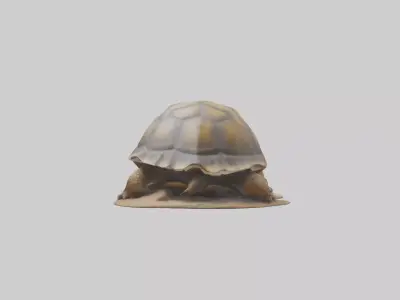 Giant Tortoise sitting model Low-poly 3D model