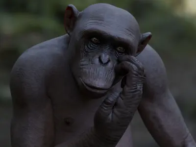 Rigged Hairless Chimpanzee Low-poly 3D model Low-poly 3D model