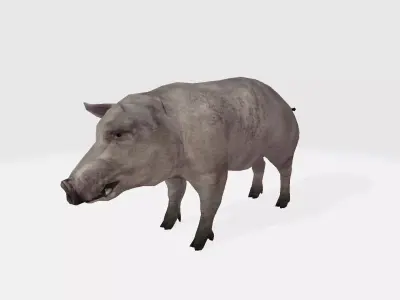 Pig 3d 3D model