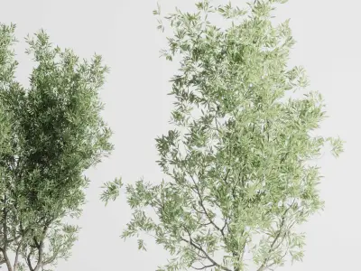 Olive tree in an old concrete vase indoor plant set 382 Low-poly 3D model