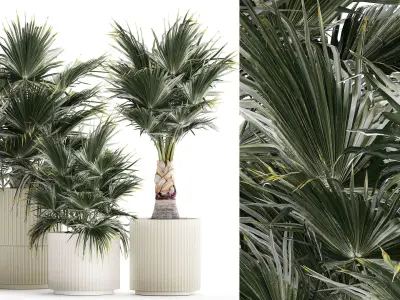 Beautiful fan palms in flower vases for decoration 1271 3D model