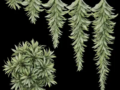 Garlands 07 Dracaena 3D model