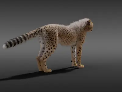 Young Cheetah Fur 3D model