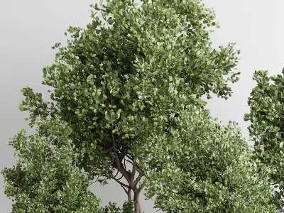 Indoor plant 480 wooden box dirt vase plant tree pot 3D model