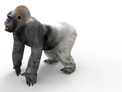 3D Model Gorilla game ready Low-poly 3D model