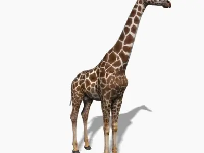 Photoreal HD Giraffe - 3d model 3D model