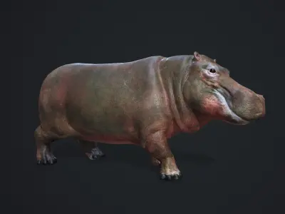 Hippopotamus - Game Ready Low-poly 3D model