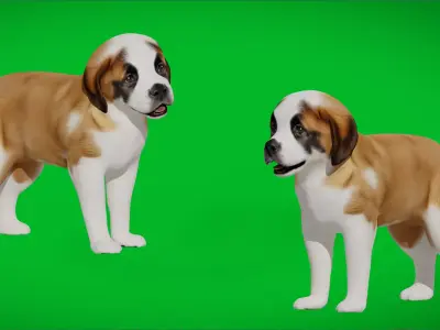 Saint Bernard Puppy Dog Low-poly 3D model