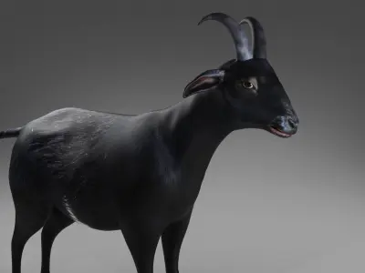 Goat 05 Rigged in Blender  Low-poly 3D model