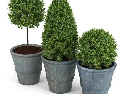 Plant Three 3D model