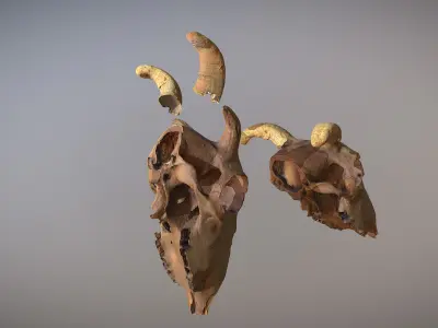 Photorealistic scanned cow skull with removable horns 3D model