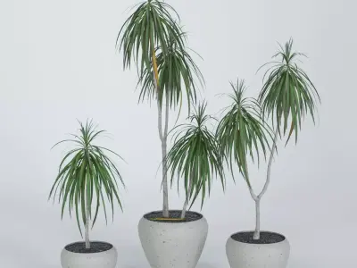 Palm Dracena-Marginata 3D model