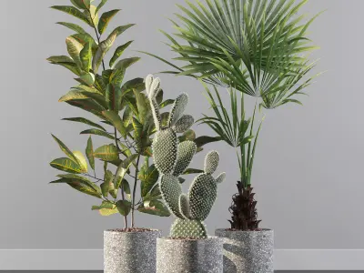 Plants collection 056 3D model